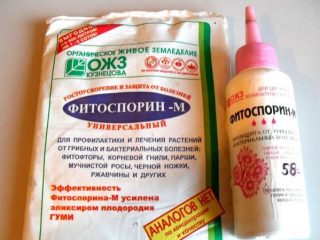 Fitosporīna tomātu apstrāde