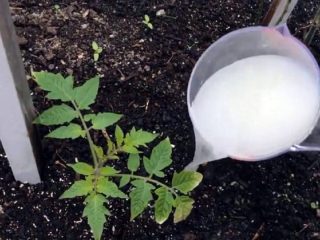 Memberi makan tomato dengan ragi di ladang terbuka