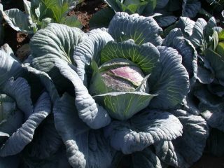 Cabbage Amager 611: arvostelut + lajikekuvaus