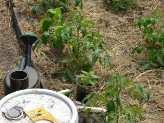 Kesihatan berpakaian teratas untuk tomato