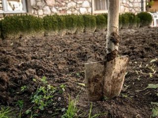 Kā apstrādāt zemi pēc tomātu fitoftoras