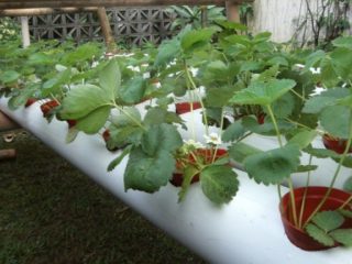 Zemenes audzē hidroponiski