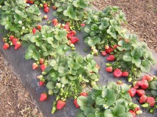 Ko nozīmē remontant zemeņu?