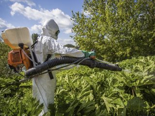 Bagaimana untuk memusnahkan hogweed selama-lamanya