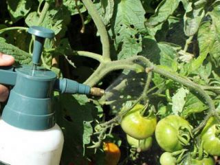 Augļu apstrāde ar tomātiem augļu laikā