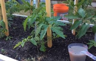 Tomātu barošana ar raugu siltumnīcā