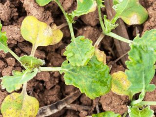 Mengapa anak pokok kubis bertukar menjadi kuning dan kering
