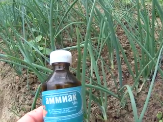 Kuinka ruokkia sipulia ammoniakilla
