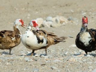 Muscovy duck: foto, race beskrivelse, inkubation