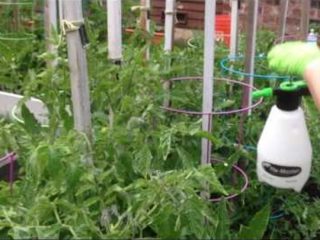 Menyembur tomato dengan asid borik untuk ovari