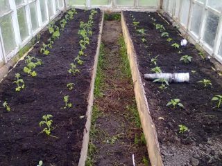 Berpakaian teratas semasa menanam tomato