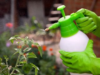 Urea tomaattien ruokintaan
