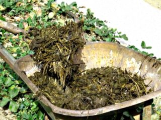 Mullein - kurkkujen lannoite