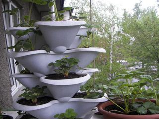 Kā uz balkona audzēt zemenes