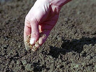 Sådan plantes gulerødder for at spire hurtigere