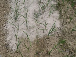 Ķiploki: kopšana pavasarī, virskārta