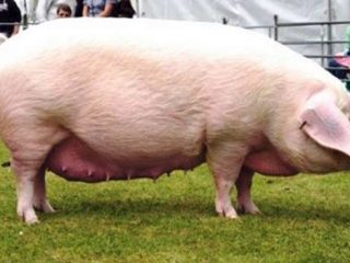 Baka babi untuk pengeluaran daging: produktiviti