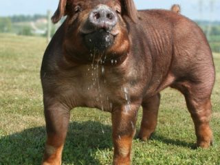 Duroc - svineavl: egenskaber, foto