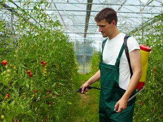 Menyembur tomato dengan hidrogen peroksida