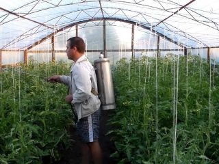 Tomātu izsmidzināšana siltumnīcā