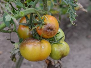 Phytophthora pada tomato: rawatan
