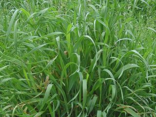 Cara menyingkirkan wheatgrass di laman web selama-lamanya