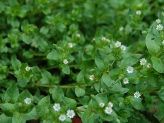 Woodlice Weed: วิธีกำจัด