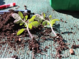 Menanam tomato mengikut teknologi Cina