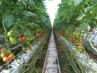 Tomāta audzēšana siltumnīcā