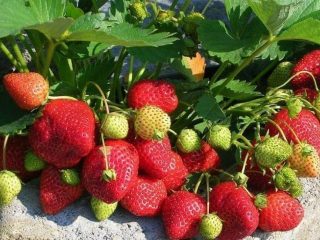 Labākās zemeņu šķirnes Maskavas reģionam: apraksts