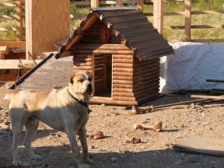 Gjør-det-selv hundekiosk fra brett