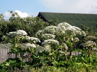 Melawan hogweed di laman web: cara terbaik