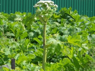 Hvorfor spredningen av Sosnovskys hogweed er uønsket
