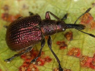 Zemeņu kaitēkļi: fotogrāfijas un to apstrāde