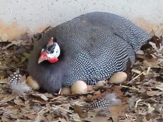ไก่ตะเภา: ผสมพันธุ์และเลี้ยงที่บ้าน