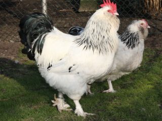 Vistas Faverol: apraksts, fotogrāfijas, Recenzijas