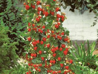 Zemenes audzē vertikāli