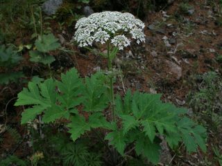Hogweed: gambar tumbuhan, terbakar