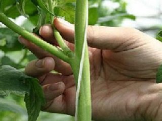 Tomato Stepson + video