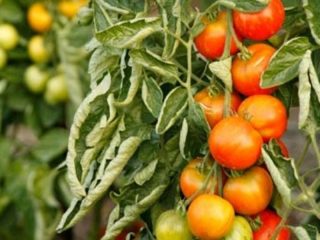Mengapa daun tomato melengkung?