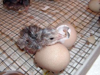 การฟักไข่ของไก่ตะเภาที่บ้าน
