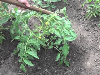 Menanam tomato di Siberia