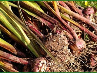 Gladioli: høst om efteråret
