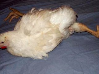 Cāļu ķepu slimības un to ārstēšana