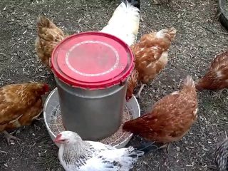 Kā padarīt vistas padevēju ar savām rokām