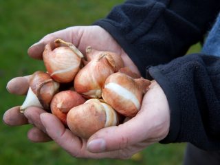 Kuinka tulppaanisipulit säilytetään talvella kotona