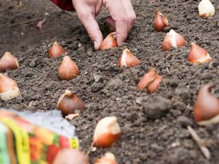 Sådan plantes løgformede blomster om efteråret