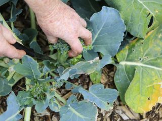 Broccoli-kål: høst og opbevaring