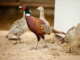 Burung mana yang memakan kumbang kentang Colorado