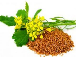 Serbuk Mustard dari Wireworm